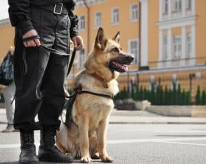 Perros adiestrados para seguridad y detección: cómo formarte en esta especialidad 2 perros adiestrados para seguridad y detección