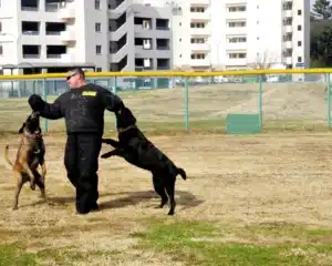 Perros adiestrados para seguridad y detección: Razas, entrenamiento y curso profesional 3 perros detectores de drogas