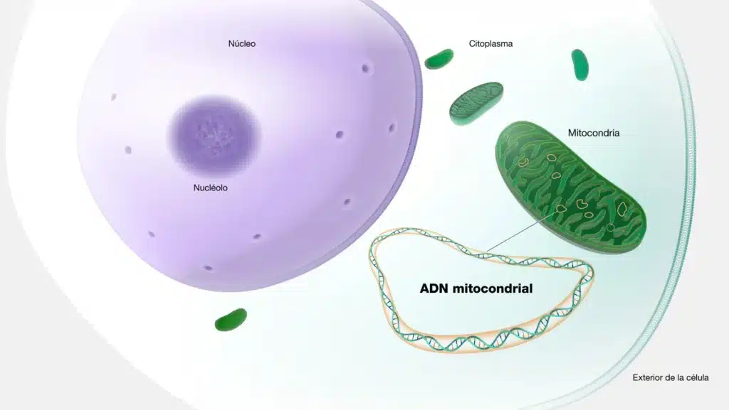 adn mitocondrial 1 ADN mitocondrial