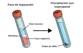 extraccion de adn 1 extraccion de adn