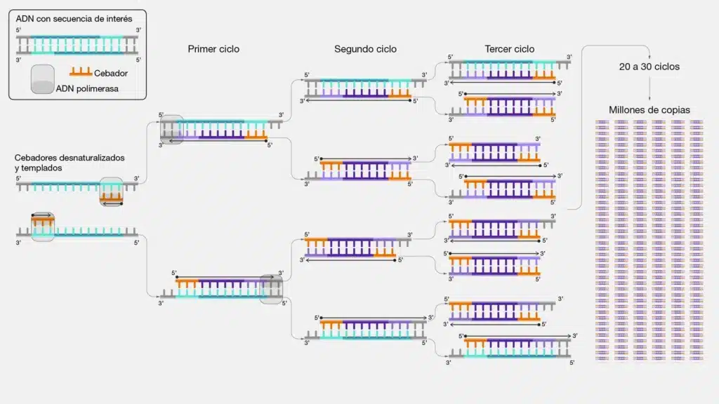 pcr 1 pcr