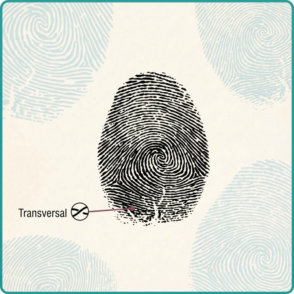 transversal 1 transversal