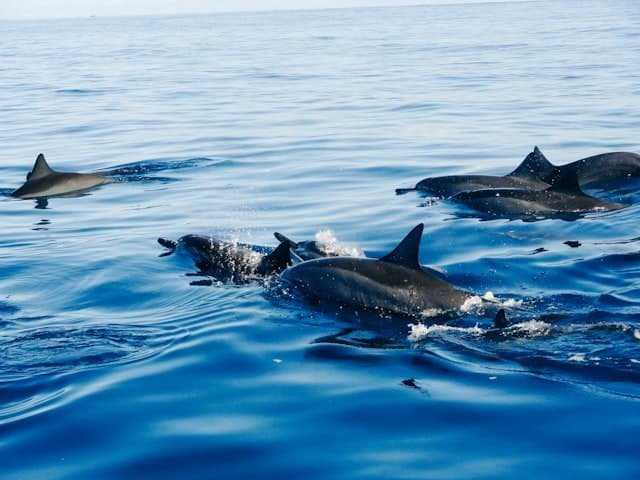 ¿Los delfines pueden ser malos? 5 conductas que parecen sádicas